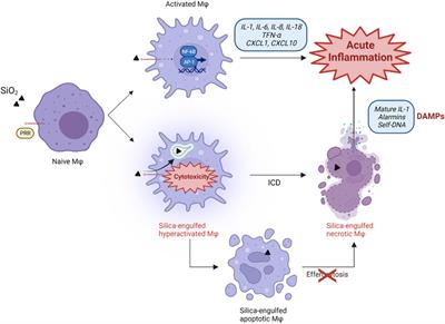 Think Beyond Particle Cytotoxicity: When Self-Cellular Components Released After Immunogenic Cell Death Explain Chronic Disease Development